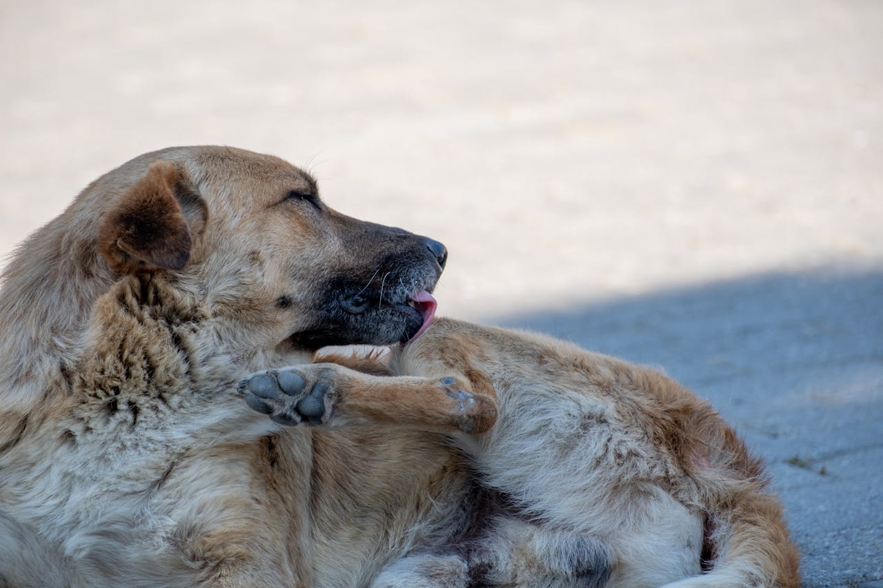 Dog itching leg