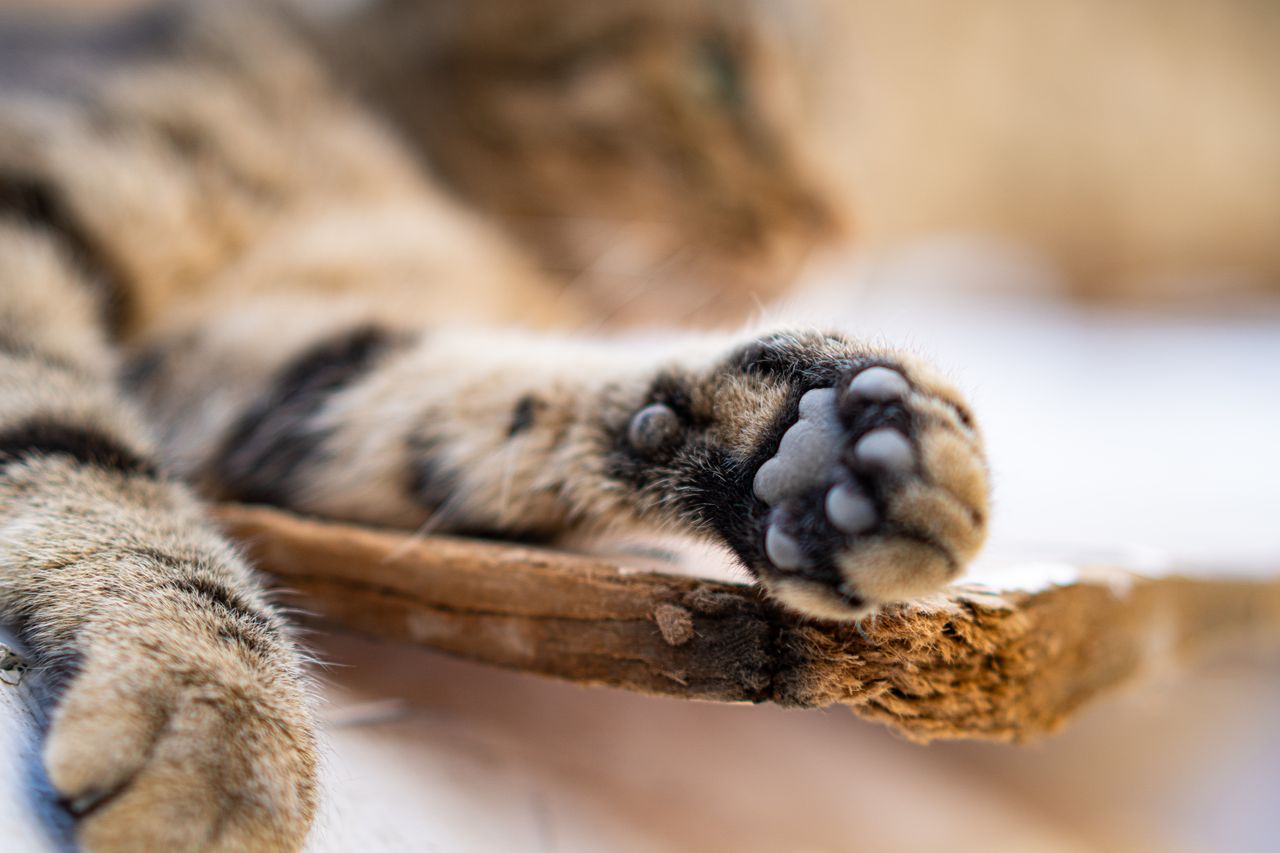 Close-up of a tabby cat's paw and toe beans resting on a piece of wood