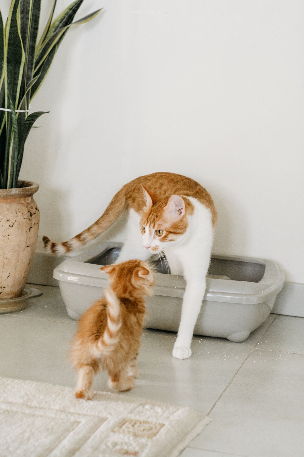 Orange and white cat stepping out of a gray litter box while a small orange kitten watches nearby