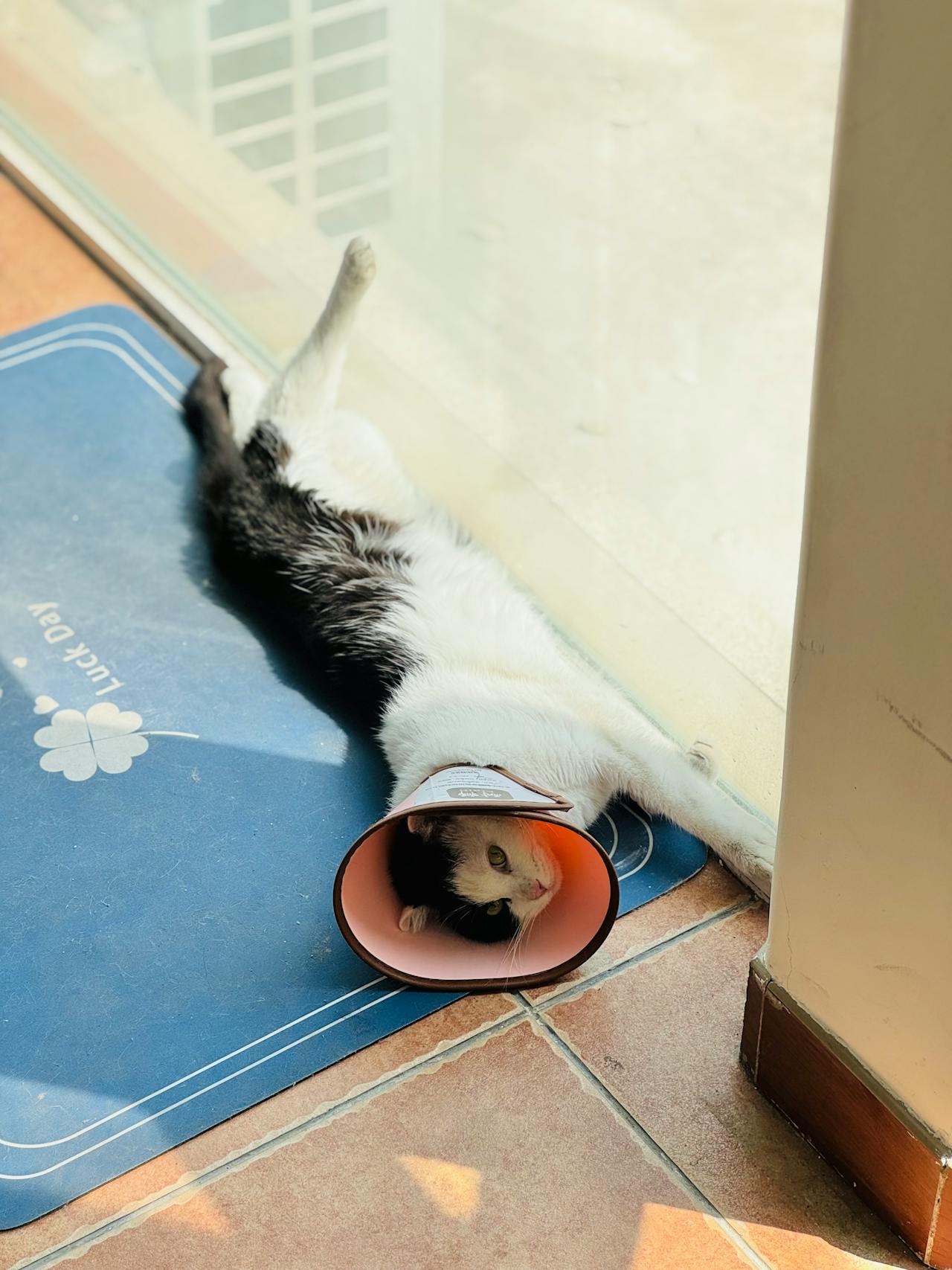 Cat recovers after spay operation.
