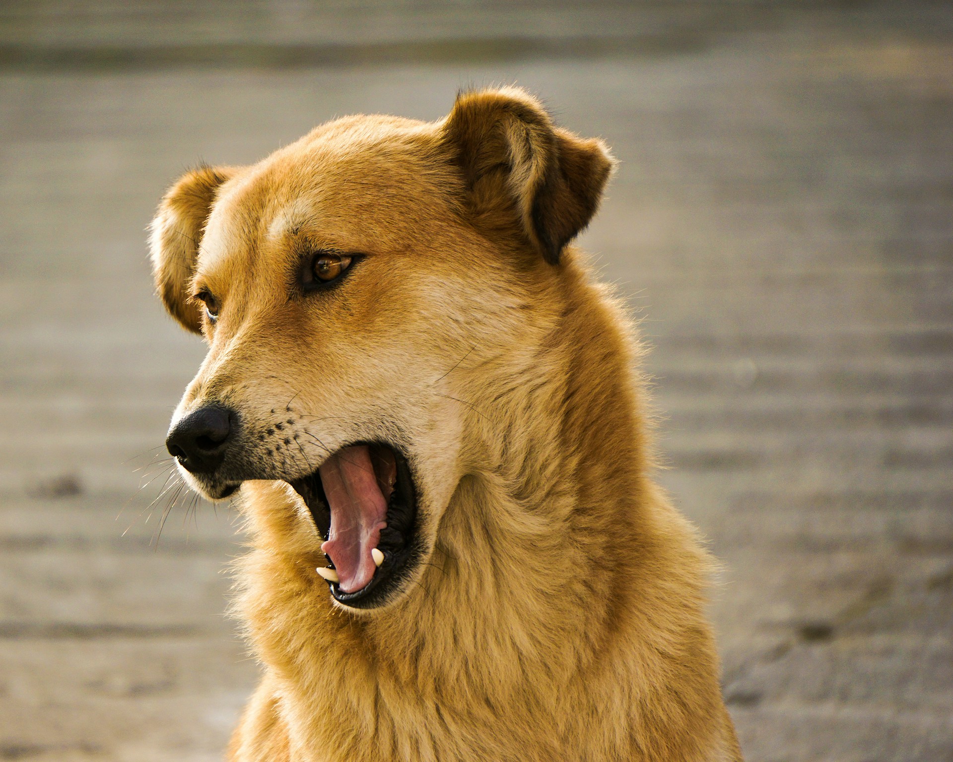 Golden-furred dog with mouth open, looking off into the distance