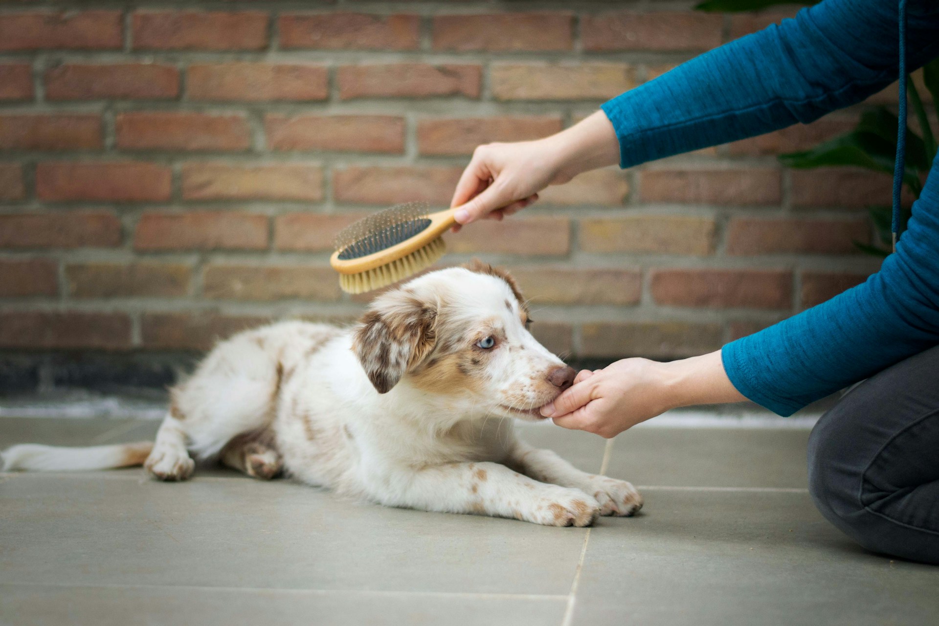 Australian shepherd puppy lying down being brushed during shedding season while taking a treat