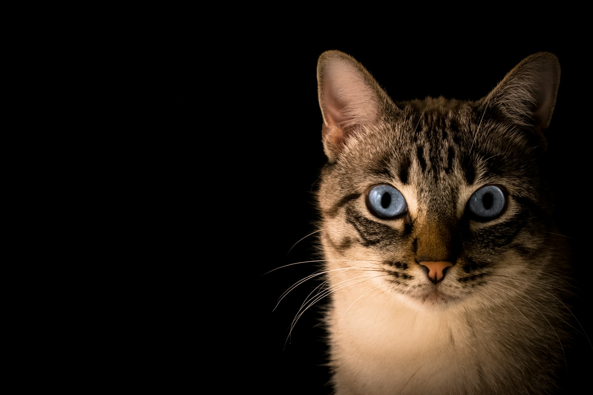 Blue-eyed tabby cat with an alert, watchful expression against a dark background