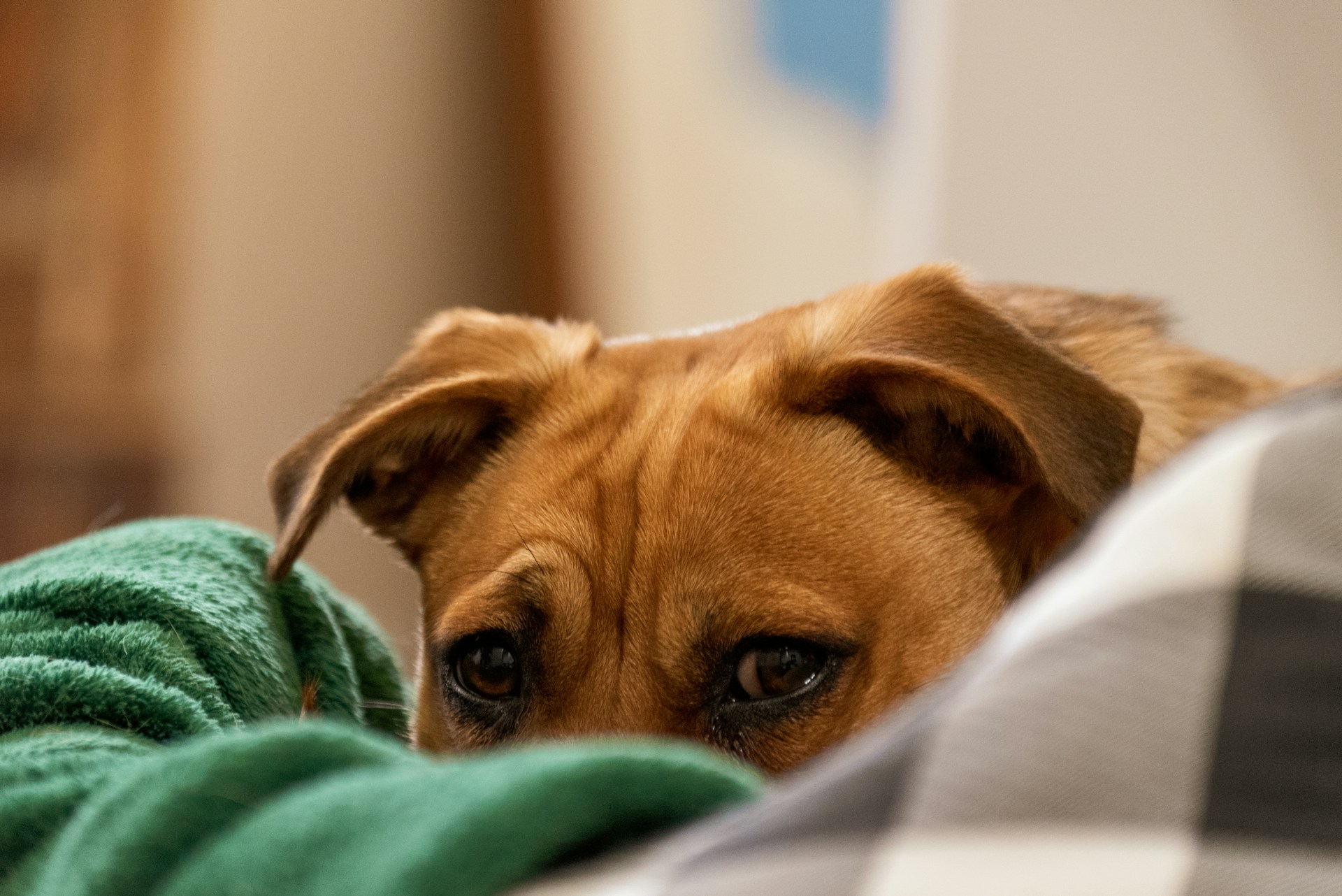 A small brown dog resting between a green blanket and a checkered pillow, eyes gazing forward